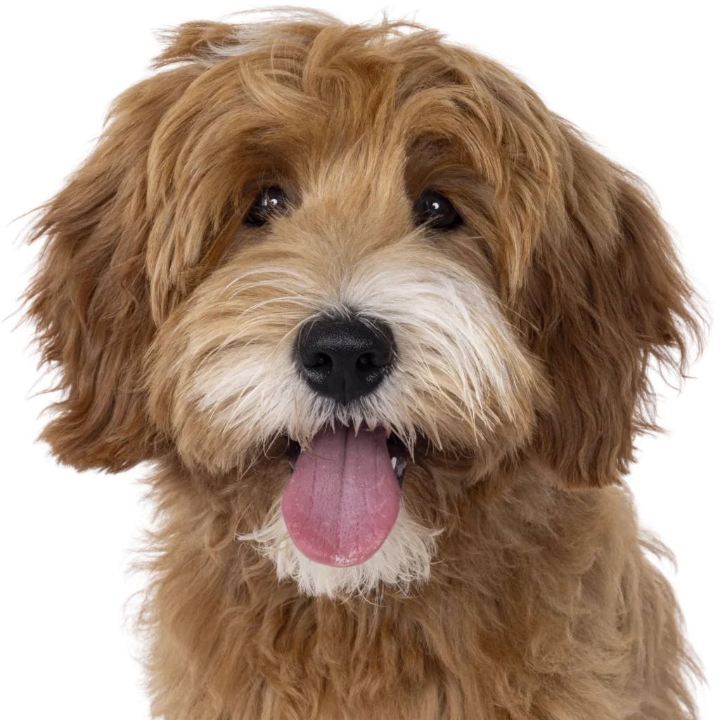 Companion animal representing XCura Vet in-home care